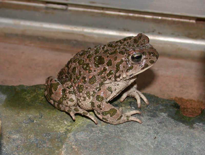 Rospo smeraldino (Bufotes balearicus)